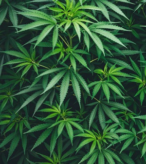 Cannabis in Community Schemes